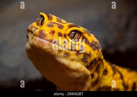 Porträt eines Leopardengecko, Nahaufnahme des Kopfes eines Leopardengeckos Stockfoto