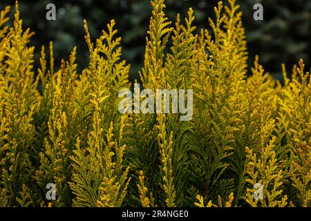 Natürlicher Hintergrund gelber Thuja-Blätter. Schöne Blattstruktur für Nahaufnahmen. Herbstsaison. Stockfoto
