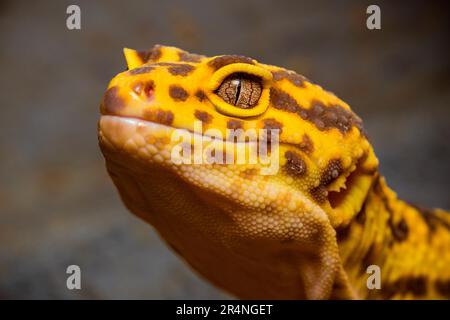 Porträt eines Leopardengecko, Nahaufnahme des Kopfes eines Leopardengeckos Stockfoto