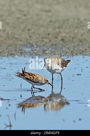 Curlew Sandpiper (Calidris ferruginea) und Little Stint (C.minuta) nicht zuchtende Gefieder Sandpiper und Zucht Gefieder Stint Futtersuche in flachem Becken Stockfoto