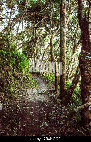 Ein kleiner Wanderweg führt durch die bewaldeten Hänge am Rande des Tsitsikamma Forest in der Garden Route, Südafrika. Stockfoto