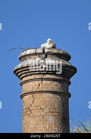 Weißer Storch (Ciconia ciconia), Erwachsener, der auf einem Nest auf einem stillgelegten Schornstein sitzt, Coto Donana, Andalusien, Spanien Mai Stockfoto