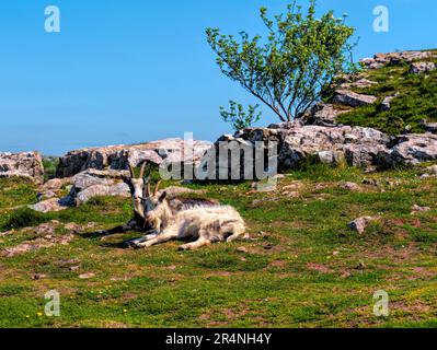 Zwei wilde Ziegen in den Felsen, Cheddar Gorge Somerset, England Stockfoto
