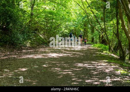 Eine Familie, die einen Tag in Mailscot Woods und Symonds Yat Rock, Forest of Dean, England, genießt. Stockfoto