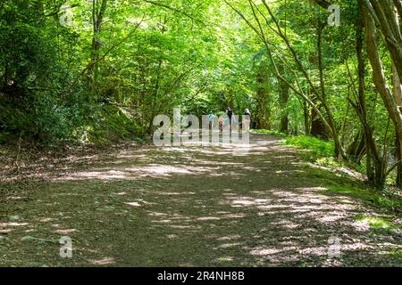 Eine Familie, die einen Tag in Mailscot Woods und Symonds Yat Rock, Forest of Dean, England, genießt. Stockfoto