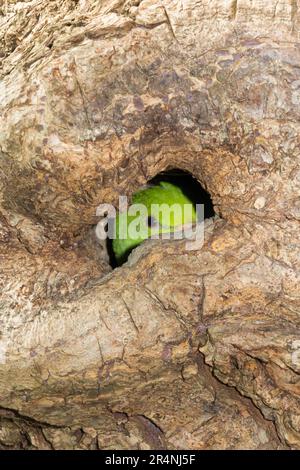 Ringschwanz-Sittich im Stall/Nest während der Nistsaison am Nachmittag in einem hohlen Baum in Richmond, Surrey, London. UK. Diese Ringsittiche sind in Indien heimisch, gedeihen aber nach ihrer Einführung auch in England. (134) Stockfoto