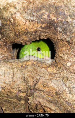 Ringschwanz-Sittich im Stall/Nest während der Nistsaison am Nachmittag in einem hohlen Baum in Richmond, Surrey, London. UK. Diese Ringsittiche sind in Indien heimisch, gedeihen aber nach ihrer Einführung auch in England. (134) Stockfoto