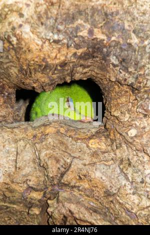 Ringschwanz-Sittich im Stall/Nest während der Nistsaison am Nachmittag in einem hohlen Baum in Richmond, Surrey, London. UK. Diese Ringsittiche sind in Indien heimisch, gedeihen aber nach ihrer Einführung auch in England. (134) Stockfoto