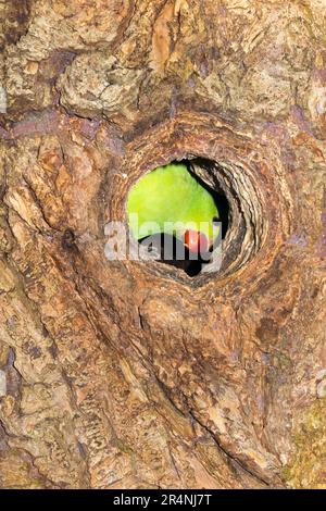 Ringschwanz-Sittich im Stall/Nest während der Nistsaison am Nachmittag in einem hohlen Baum in Richmond, Surrey, London. UK. Diese Ringsittiche sind in Indien heimisch, gedeihen aber nach ihrer Einführung auch in England. (134) Stockfoto