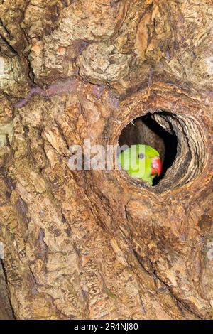 Ringschwanz-Sittich im Stall/Nest während der Nistsaison am Nachmittag in einem hohlen Baum in Richmond, Surrey, London. UK. Diese Ringsittiche sind in Indien heimisch, gedeihen aber nach ihrer Einführung auch in England. (134) Stockfoto