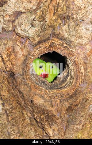 Ringschwanz-Sittich im Stall / Paar Zuchtvögel im Nest während der Nistsaison am Nachmittag in einem hohlen Baum in Richmond, Surrey, London. UK. Diese Ringsittiche sind in Indien heimisch, gedeihen aber nach ihrer Einführung auch in England. (134) Stockfoto