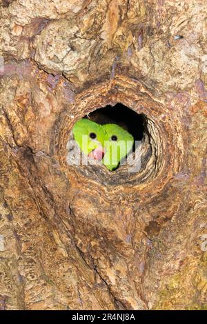 Ringschwanz-Sittich im Stall / Paar Zuchtvögel im Nest während der Nistsaison am Nachmittag in einem hohlen Baum in Richmond, Surrey, London. UK. Diese Ringsittiche sind in Indien heimisch, gedeihen aber nach ihrer Einführung auch in England. (134) Stockfoto