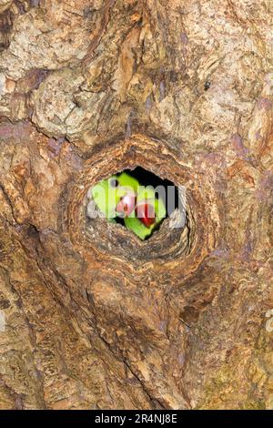 Ringschwanz-Sittich im Stall / Paar Zuchtvögel im Nest während der Nistsaison am Nachmittag in einem hohlen Baum in Richmond, Surrey, London. UK. Diese Ringsittiche sind in Indien heimisch, gedeihen aber nach ihrer Einführung auch in England. (134) Stockfoto