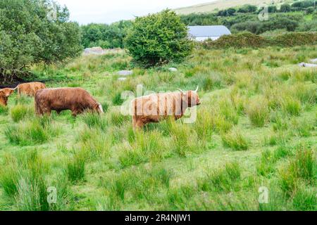 Highland Cow weidet friedlich auf der üppigen schottischen Wiese Stockfoto
