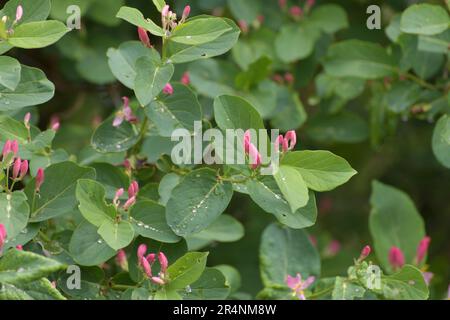 Blühender Strauch Lonicera Tatarica oder Tatarianisches Geißblatt im Frühling Stockfoto