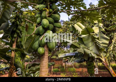 Papaya in der Kumbali Country Lodge in Lilongwe, Malawi Stockfoto