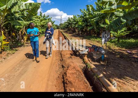 Gärtner Chisomo Shaya führt die Lebensmitteljournalistin Angela Berg einen Pfad zwischen den Bananenreihen der Nature's Gift-Farm in Lilongwe, Malawi, vorbei an einem Bewässerungspipe mit einer Pumpe. Ein kleines Projekt mit 18 Bananenpflanzen entwickelte sich zu einer 28-Hektar-Farm mit über 60.000 Pflanzen, die auch Kumbali Country Lodge für Touren mit ihren Gästen nutzt. Stockfoto