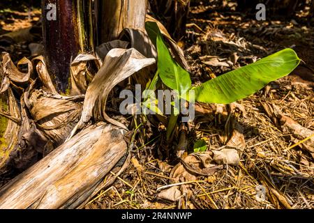 Die Banane vermehrt sich nur durch Teilung und nicht sexuell. Bevor die Bananenpflanze stirbt, bildet sie Triebe, die sich wieder zu großen Stauden entwickeln. Bananenplantage in der Kumbali Country Lodge in Lilongwe, Malawi Stockfoto
