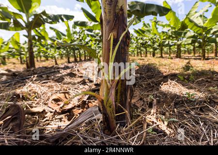 Die Banane vermehrt sich nur durch Teilung und nicht sexuell. Bevor die Bananenpflanze stirbt, bildet sie Triebe, die sich wieder zu großen Stauden entwickeln. Bananenplantage in der Kumbali Country Lodge in Lilongwe, Malawi Stockfoto