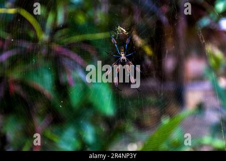 Eine Radnetzspinne – möglicherweise eine Goldseidenspinnerin (Nephila sp.) – sitzt in ihrem Netz auf dem Gelände der Kumbali Country Lodge in Lilongwe, Malawi. Stockfoto