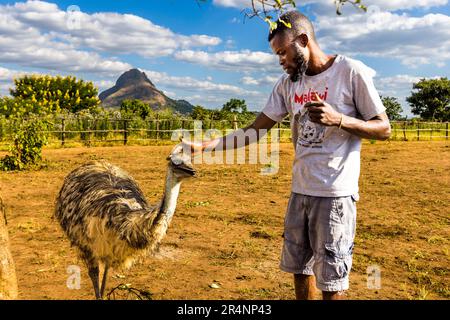 R & L Game Ranch, Mwenda, Malawi. EMU (Dromaius novaehollandiae) vor dem Bunda-Berg Stockfoto