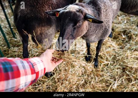 Schafe, die Romanow züchten, fressen Heu aus der Hand des Bauern. Stockfoto