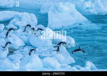 Adelie Penguins springen vom Eisberg ins Meer, Cape Adare, Antarktis Stockfoto