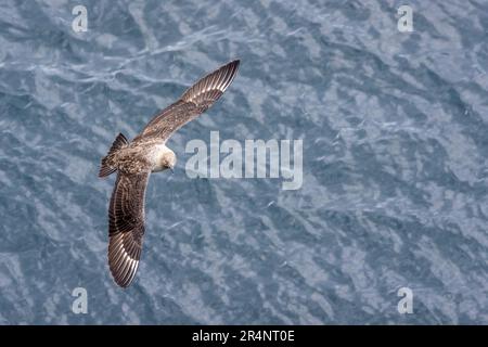 South Polar Skua im Flug vor Cape Crozier, Ross Island, Ross Sea, Antarktis Stockfoto