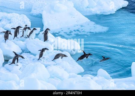 Adelie Penguins springen vom Eisberg ins Meer, Cape Adare, Antarktis Stockfoto