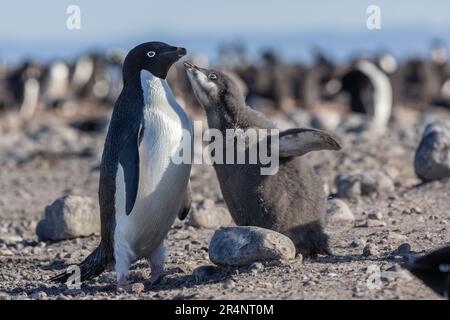 Erwachsene Adelie Penguin mit Chick in der Cape Adare Rookery, Antarktis Stockfoto