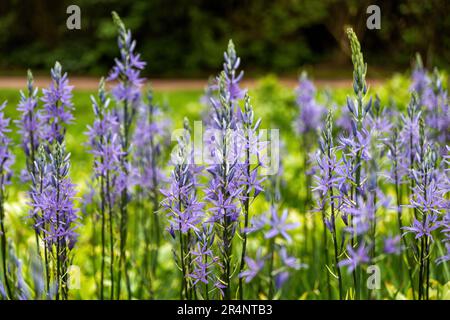 Camassia leichtlinii Blütenblüten - die großen Kamas oder großen Kamas, Pflanzen in der Familie Asparagaceae, krautige, ganzjährige Eingeborene aus dem westlichen Nort Stockfoto