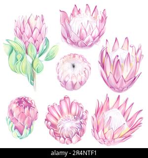 Aquarell rosa Proteen Set. Tropische Blume. Auf weißem Hintergrund isolieren, Clipart. Perfekt für Hochzeitsdesign, Karten, Drucken Stockfoto