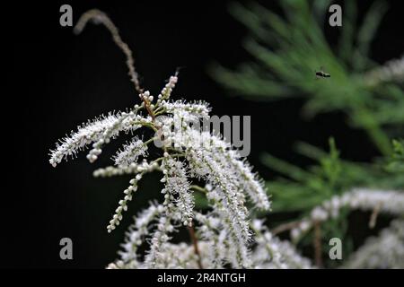 Vinnytsia, Ukraine. 21. Dezember 2022. VINNYTSIA, UKRAINE - 27. MAI 2023 - Weiße Tamarinden blühen, Vinnytsia, West-Zentral-Ukraine. Kredit: Ukrinform/Alamy Live News Stockfoto