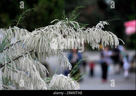 Vinnytsia, Ukraine. 21. Dezember 2022. VINNYTSIA, UKRAINE - 27. MAI 2023 - Weiße Tamarinden blühen, Vinnytsia, West-Zentral-Ukraine. Kredit: Ukrinform/Alamy Live News Stockfoto