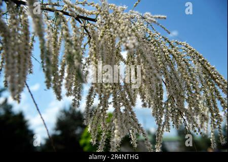 Vinnytsia, Ukraine. 21. Dezember 2022. VINNYTSIA, UKRAINE - 27. MAI 2023 - Weiße Tamarinden blühen, Vinnytsia, West-Zentral-Ukraine. Kredit: Ukrinform/Alamy Live News Stockfoto