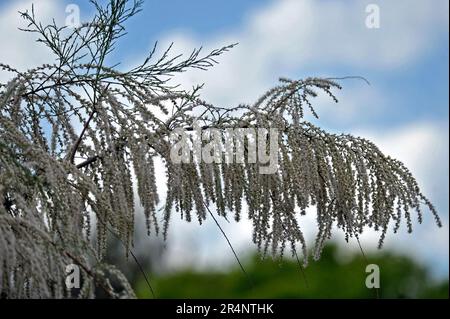 Vinnytsia, Ukraine. 21. Dezember 2022. VINNYTSIA, UKRAINE - 27. MAI 2023 - Weiße Tamarinden blühen, Vinnytsia, West-Zentral-Ukraine. Kredit: Ukrinform/Alamy Live News Stockfoto