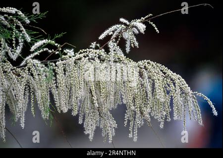 Vinnytsia, Ukraine. 21. Dezember 2022. VINNYTSIA, UKRAINE - 27. MAI 2023 - Weiße Tamarinden blühen, Vinnytsia, West-Zentral-Ukraine. Kredit: Ukrinform/Alamy Live News Stockfoto
