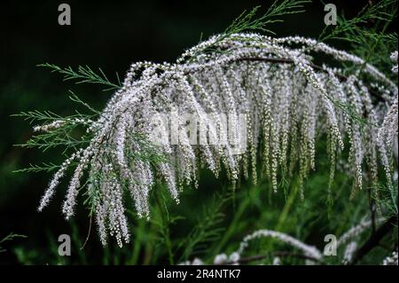 Vinnytsia, Ukraine. 21. Dezember 2022. VINNYTSIA, UKRAINE - 27. MAI 2023 - Weiße Tamarinden blühen, Vinnytsia, West-Zentral-Ukraine. Kredit: Ukrinform/Alamy Live News Stockfoto