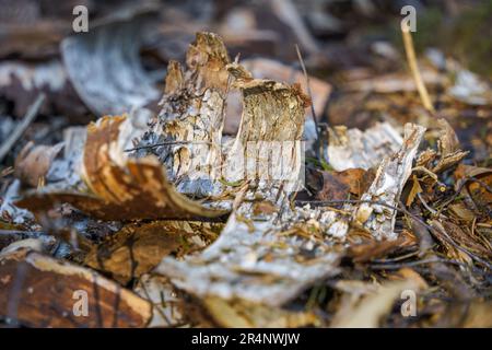 Birkenrinde auf einem Waldboden in Finnland Stockfoto