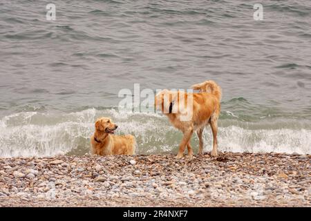 Zwei Hunde des Golden Retriever züchten sich am Meer. Einer von ihnen ist gerade aus dem Meer gekommen und schaut zur Seite, der andere schaut auf h Stockfoto