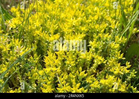 Sedum acre, goldenes Moos Stonekrop Frühlingsblumen, die sich selektiv konzentrieren Stockfoto