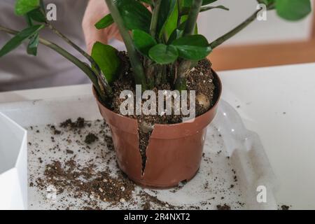 Transplantation von Zamiokulkas aus einem kleinen Topf in einen großen. Ein Mann schneidet einen alten Topf mit einer Schere, um eine Zimmerpflanze mit überwucherten Zwiebeln herauszuziehen. Frühjahrsgärtnerei. Stockfoto