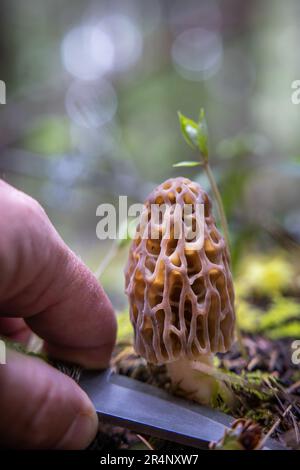 Mit einem kleinen scharfen Messer frische Morchel-Pilze im Wald ernten Stockfoto