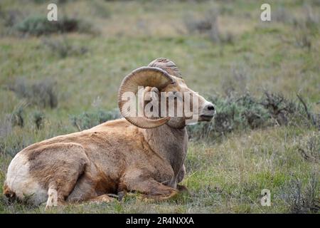 Dickhornschafe, Ovis canadensis, in der Nähe des Grand Teton Nationalparks Stockfoto