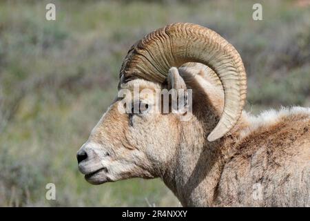 Nahaufnahme eines Dickhornschafs, Ovis canadensis, in der Nähe des Grand Teton Nationalparks Stockfoto
