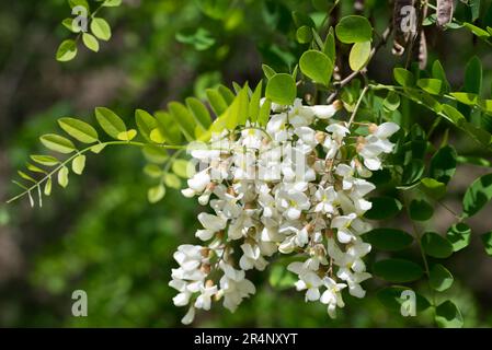 Rotbinia pseudoacacia, schwarze Johannisbrot, weiße Blüten, selektiver Fokus Stockfoto