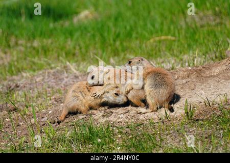 Nahaufnahme von drei jungen Schwarzschwanzpräiriehunden, Cynomys ludovicianus, die miteinander spielen Stockfoto