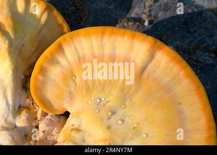 Laetiporus sulureus, Holzkrebse, gelber essbarer Pilz, selektiver Fokus Stockfoto
