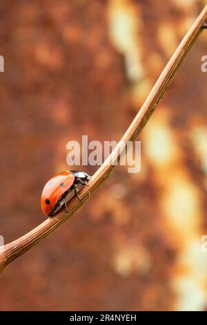 Ein Marienkäfer kriecht auf einem unscharfen braunen Hintergrund über einen Ast einer Rebe. Vertikales Bild, selektiver Fokus, Kopierbereich. Stockfoto
