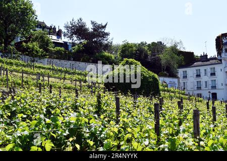 Altes Weingut im Künstlerviertel Montmartre, Paris, Frankreich Stockfoto